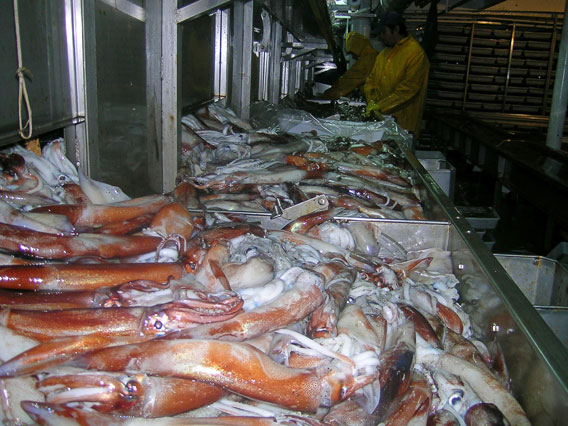 La industria pesquera del calamar Argentino. Foto por: C. Verona. 