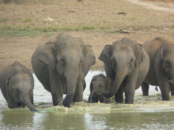 Sri Lankan elephants are imperiled by habitat loss. Photo by: Anonymous Source.  