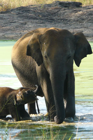 Sri Lankan elephants are imperiled by habitat loss. Photo by: Anonymous Source.   