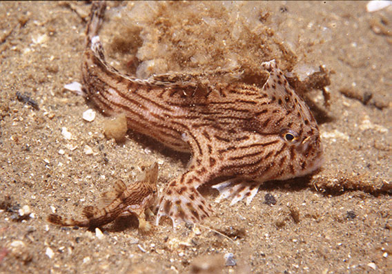  The 'cool' spotted handfish: adult and juvenile. Photo by: Mark Green - CSIRO.