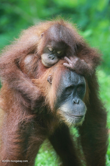 Orangutans in Sumatra. These great apes are one of thousands of species clinging to life in Sumatra. Photo by: Rhett A. Butler. 
