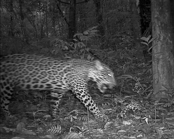 Camera traps captured a jaguar (Panthera onca) on the prowl. Jaguars are sit-and-wait predators, pouncing on unsuspecting victims, which may include such large mammals as tapirs and deer, from low branches. Despite their reputation, jaguars rarely, if ever, attack humans and far more jaguars have been hunted by people than the other way around. Photo by © Conservation International Suriname.