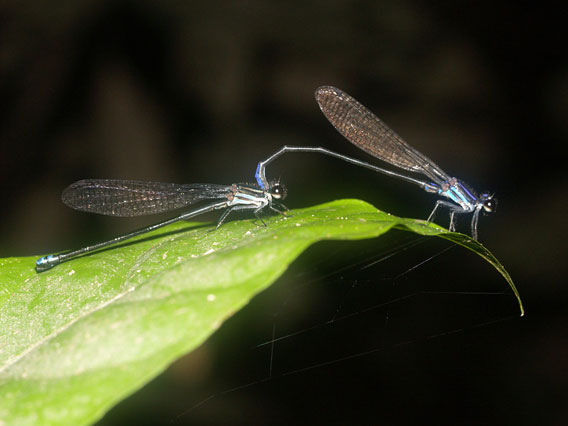Potentially new species of damselfly, a male and female of Argia sp. in tandem at Iwana Samu. Argia is the most speciose damselfly genus in the New World, and four of the eight species of this genus found during this RAP are new to science. The new species photographed here breeds in forest swamps and its adults perch on rocks, logs, and twigs close to water’s surface, and on leaves, twigs and on the ground along forest trails near swamps, usually on bare substrates in the sun.  Photo by © Natalia von Ellenrieder.