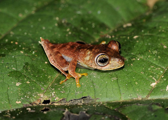 A possible new species of frog: Hypsiboas sp. (nickname 