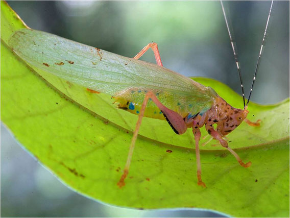 A potentially new species of katydid (Vestria sp.). Four species of this genus are known from lowland forests of Central and South America. These insects, nicknamed Crayola katydids because of their striking coloration, are the only katydids known to employ chemical defenses, which are effective at repelling bird and mammalian predators. Photo by © Piotr Naskrecki.