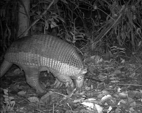 Despite its large size and heavy body armature, the Giant Armadillo (Priodontes maximus) is a gentle animal, feeding primarily on termites and ants, which it digs out from underground nests using its huge claws. Giant armadillos are rarely seen due to their nocturnal habits, but their huge burrows are a common sight in the forests of Kwamalasamutu. This species is declining across its range in South America, primarily as a result of excessive hunting and habitat loss. Photo by © Conservation International Suriname.