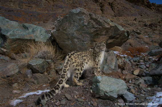  Wild snow leopard. Photo © Steve Winter/National Geographic.