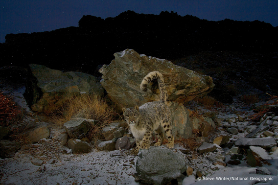  Wild snow leopard. Photo © Steve Winter/National Geographic.