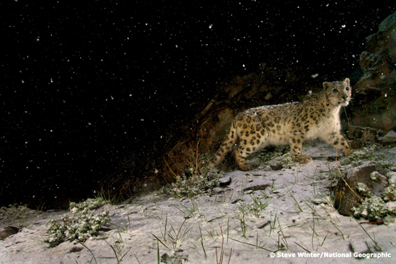  Wild snow leopard. Photo © Steve Winter/National Geographic.