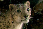 Camera trap catches snow leopards in Mongolia