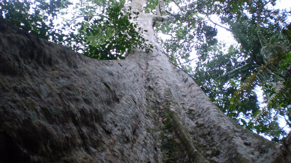  A massive tree in Nantu Wildlife Reserve. Photo by: Tim O'Brien.