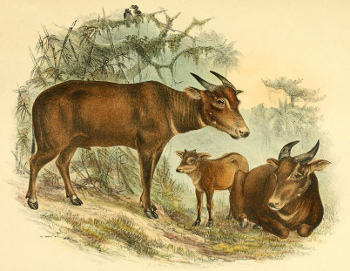 Illustration of the tamaraw.