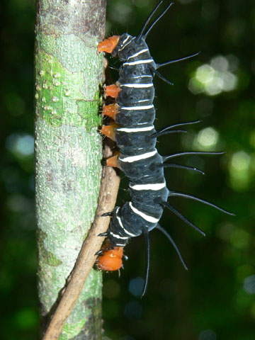 Colorful but unknown caterpillar, Halmahera. Photo: Dmitry Telnov, 2007.