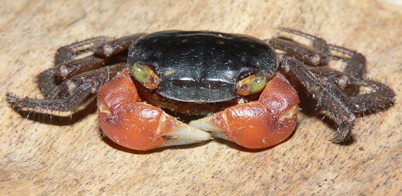 Red-clawed crab (Perisesarma bidens) is widely distributed in coastal areas of eastern Africa, southern and eastern Asia . Photo: Dmitry Telnov, 2010.