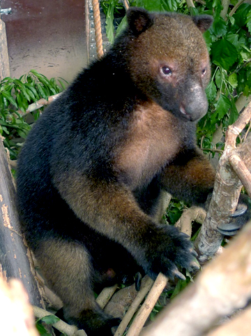  Um canguru-arborícola tenkile em cativeiro. Fotografia cedida por Jim Thomas.