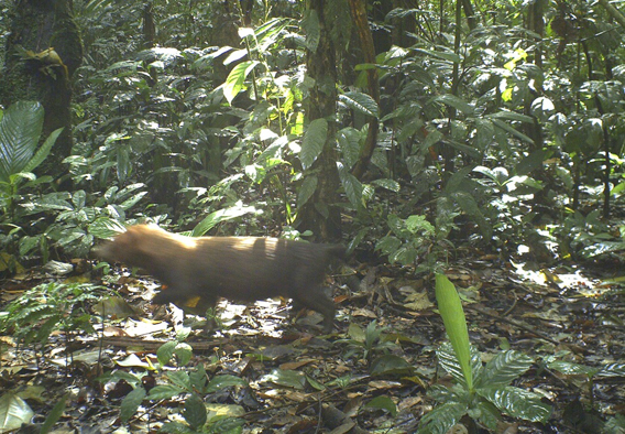 The cryptic and rare bush dog. Photo courtesy of TBS.