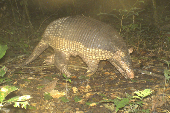  A giant armadillo (Priodontes maximus), about the size of a medium-large sized dog,  on camera trap at TBS. Photo courtesy of TBS.