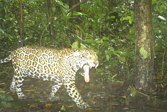 Another jaguar. Photo courtesy of TBS.