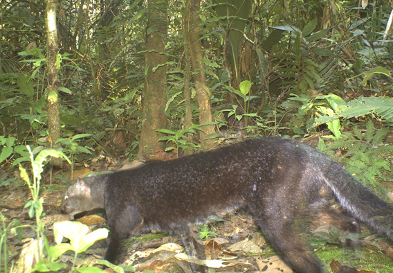 A jaguarundi. Photo courtesy of TBS.