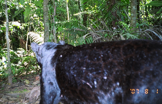  The black jaguar that stalks Tiputini from time to time. Photo courtesy of TBS