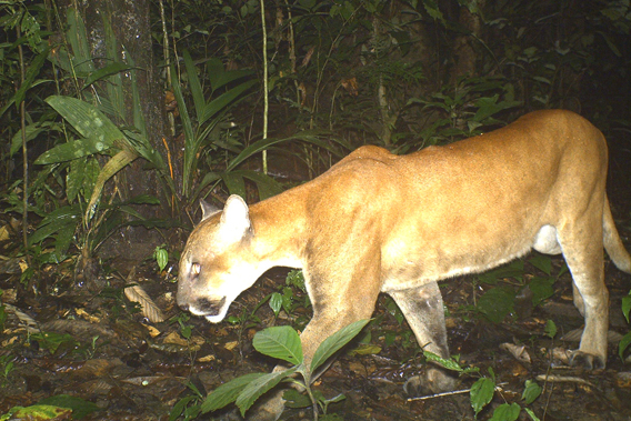 A puma. Photo courtesy of TBS.