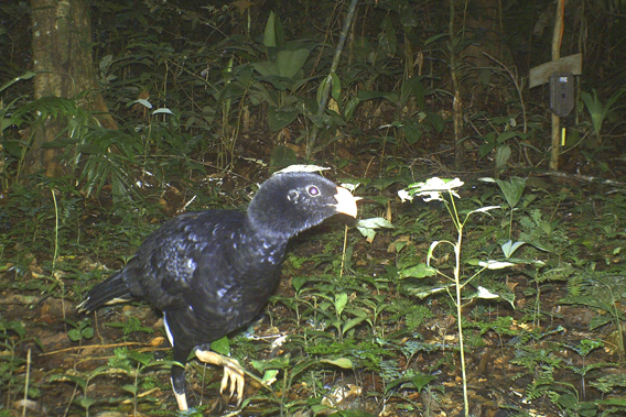 Salvin's currasow. Photo courtesy of TBS.