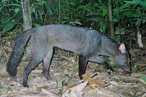  One of the Amazon's most elusive and least-known mammals, the short-eared dog (Atelocynus microtis), captured on camera trap by the Tiputini Biodiversity Station (TBS). Photo courtesy of TBS.