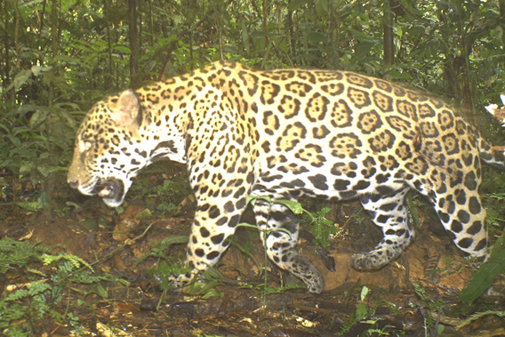  Top predator and America's biggest cat, the jaguar (Panthera onca) caught on camera trap at TBS. Photo courtesy of TBS.