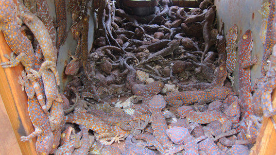  Over a thousand geckos discovered in the trunk of a taxi in Cambodia. Photo courtesy of Wildlife Alliance.