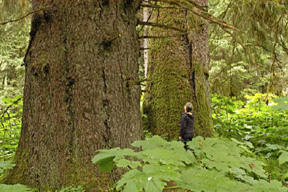 Old-growth tree in Tongass temperate rainforest. Such trees may be as old as 800 years. Photo by: John Schoen.