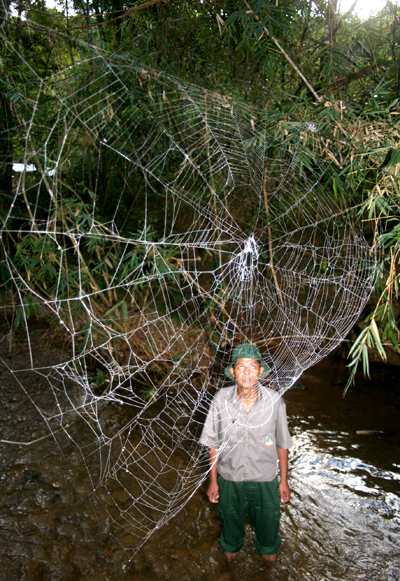  Named after Charles Darwin, a new species of orb-weaving spider from Madagascar builds monster webs: one web measured 82 feet across, spanning a river. Known as the Darwin's bark spider (Caerostris darwini), the new arachnid also produces the world's strongest spider silk: twice as strong as any other known spider silk and 10 times stronger than Kevlar. Once again nature proves it is the master engineer. This photo was taken in Madagascar's Andasibe-Mantadia National Park. © Matjaž Kuntner (Scientific Research Centre of the Slovenian Academy of Sciences and Arts).