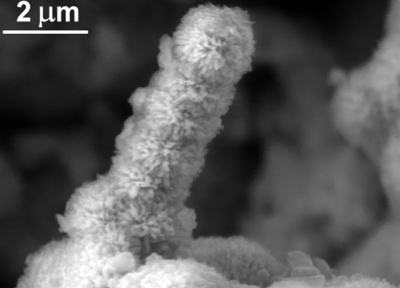  An iron eating bacteria has received special notice because it was discovered on the ill-fated passenger ship, The Titanic, at the bottom of the sea. The bacterium, named Halomonas titanicae for obvious reasons, sticks to steel surfaces, corroding them. Researchers believe the bacterium could come in handy to dispose of sunken ships and oil rigs on the bottom of the sea. The image is from an Environmental Scanning Electron Microgrpah (ESEM) and shows a stacked mineralized individual bacterium in the form of a stalagmite shape occurring inside a rusticle. © Antonio Ventosa (University of Sevilla, Spain).