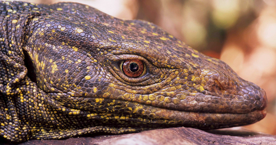  The discovery of the Sierra Madre Forest monitor (Varanus bitatawa) was quite surprising given it's such a large animal. Measuring 6.5 feet (2 meters) the monitor could rival most wrestlers in height, but would hardly make weight at only 22 pounds. Despite its impressiveness, the species is not dangerous to humans as it spends its time eating fruit. According to the press release, this big and lovely lizard has already become a flagship species for the Philippines, which contains a number of endangered endemic species (i.e. found no-where else in the world). © A. C. Diesmos (National Museum of the Philippines).