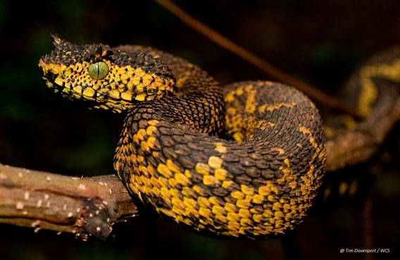  Matilda's horned viper. Photo by: Tim Davenport.