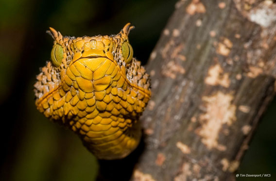 Close-up Matilda's horned viper. Photo by: Tim Davenport.