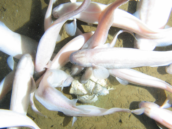 Photos: weird new species discovered in deep sea trench