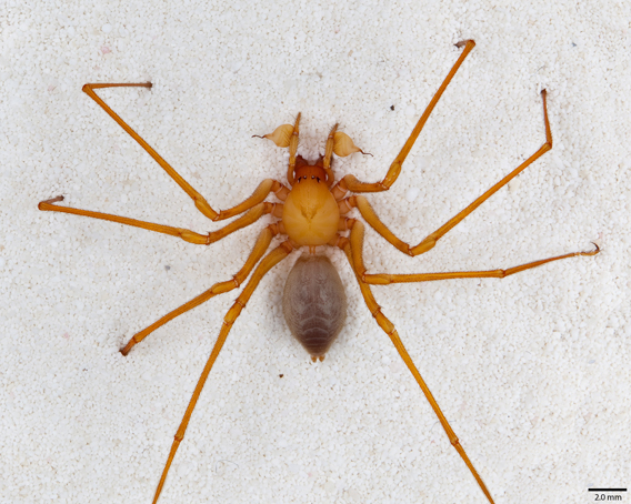 New study reveals that tree species diversity increases spider