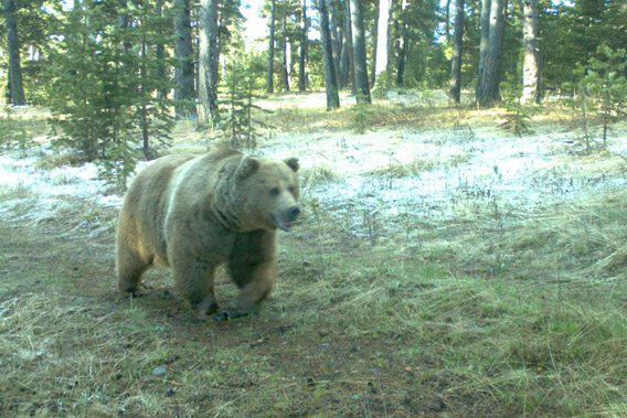 Brown bear (Ursus arctos) caught on camera trap in the Kars region of Turkey.