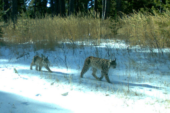 Eurasian lynx (Lynx lynx) caught on camera trap in the Kars region of Turkey. Photo courtesy of: Cagan Sekercioglu.