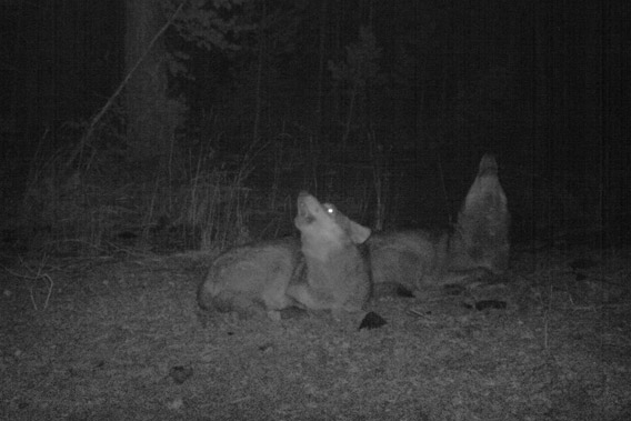 Wolves (Canis lupus) howling on camera trap in the Kars region of Turkey. Photo courtesy of: Cagan Sekercioglu.