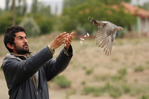 A man releases a bird