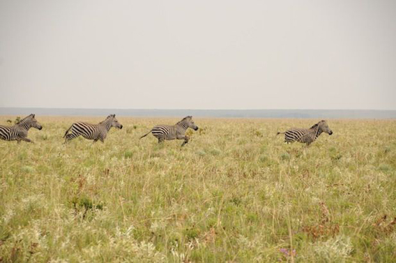 The only herd of zebra in the DRC is found in Upemba National Park. After decades of poaching the herd is only about 20 strong. Photo by: Frankfurt Zoological Society (FZS).