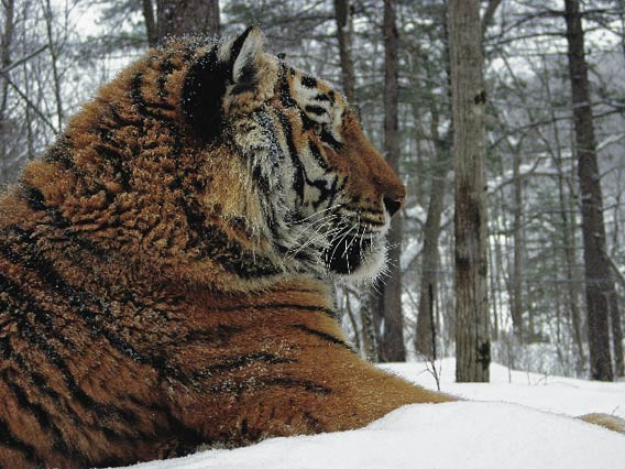 The tiger in the snow: Cameras capture abundance of life in a Himalayan  refuge