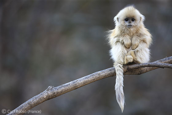 2011 Gerald Durrell Award for Endangered Wildlife - Runner-up: Tiny warm-up. Photo by: Cyril Ruoso.