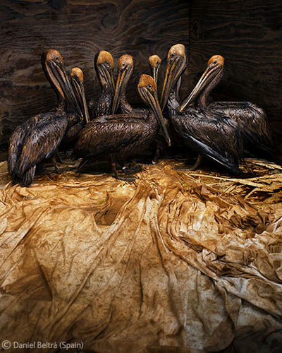 2011 Veolia Environment Wildlife Photographer of the Year: Still life in oil. Photo by: Daniel Beltra.