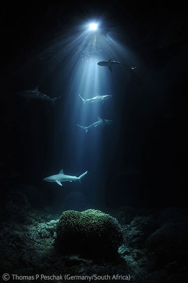 2011 The Underwater World - Highly Commended: Night sharks. Photo by: Peter Peschak.