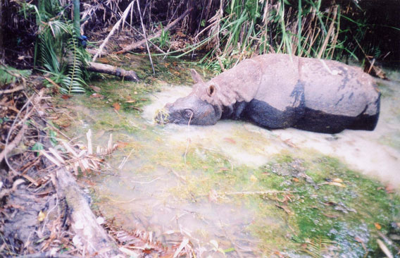 Vietnamese rhino. Photo courtesy of WWF.