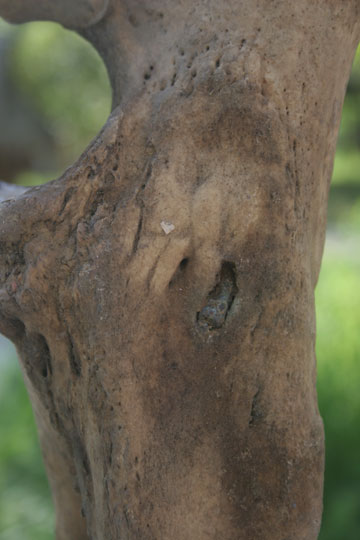 在世界上最后一只越南爪哇犀牛的腿上发现的一颗子弹，它的角已被锯掉也许是为了到黑市上贩卖。照片由世界自然组织提供。