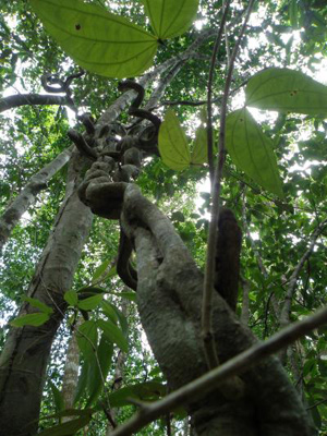  Bauhinia is a common tropical vine. Photo by: STRI. 