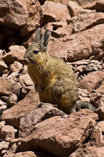 Andean cats' main prey: the mountain vizcacha. Photo by: Alexandre Buisse. 